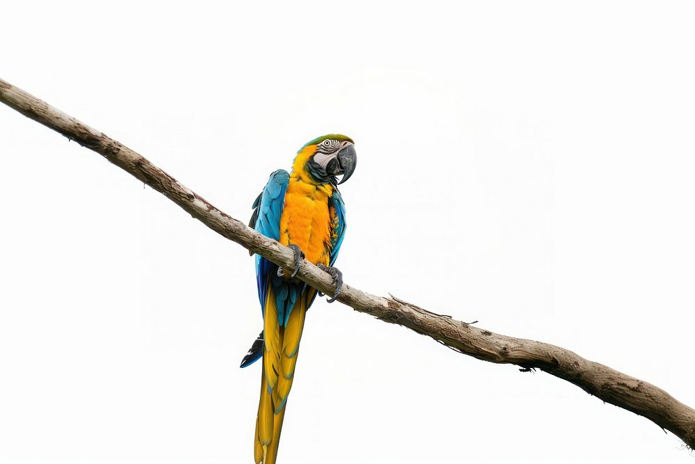 Macaw animal parrot bird.
