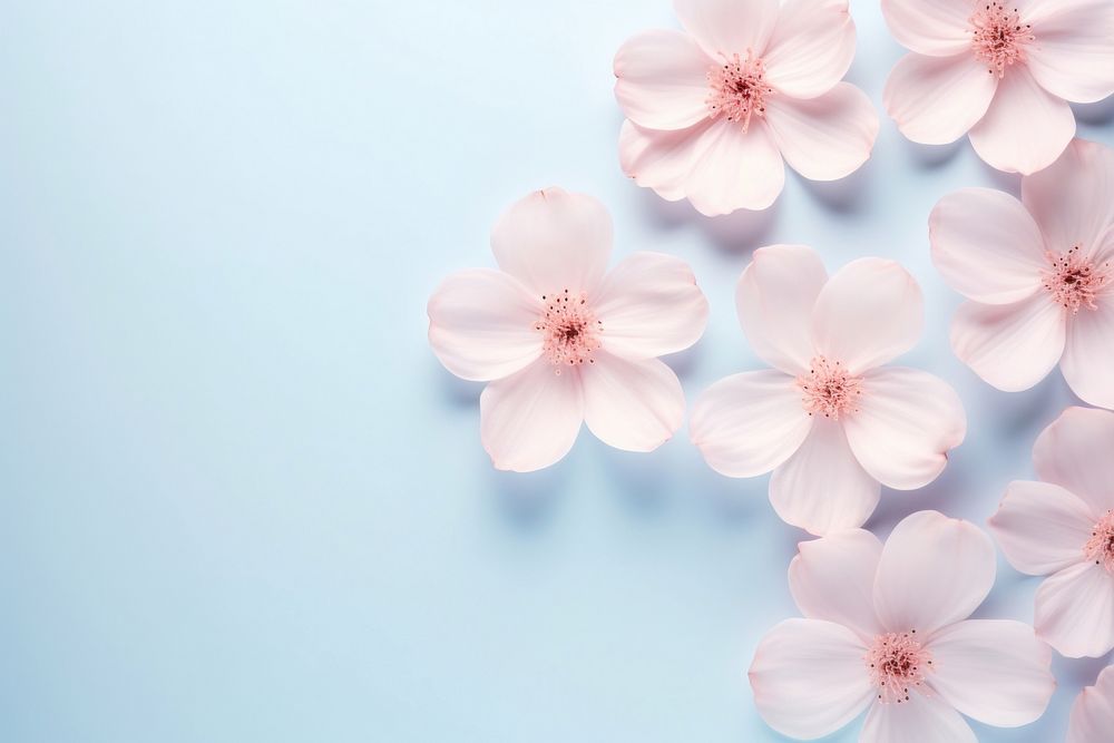 Float blossom petal backgrounds flower | Free Photo - rawpixel