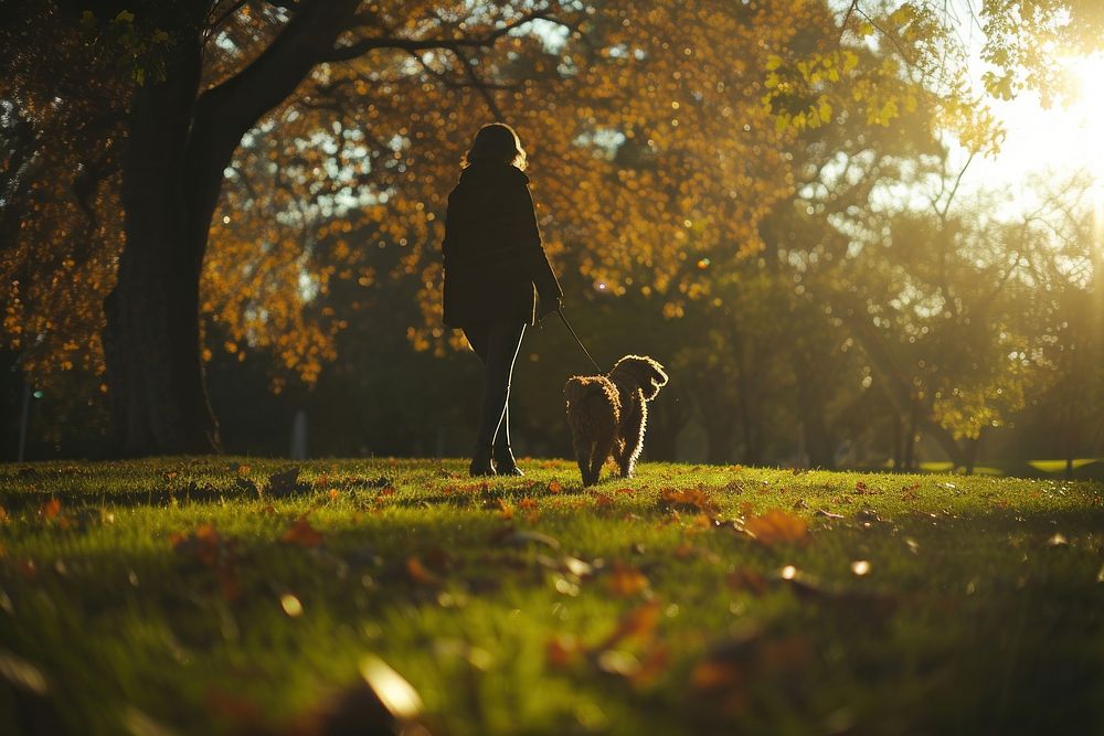 Woman walking with her dog in park sunlight outdoors woodland.
