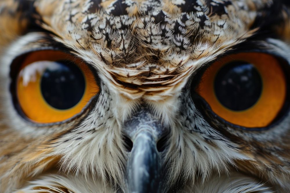 Close-up of owls eyes animal beak bird.