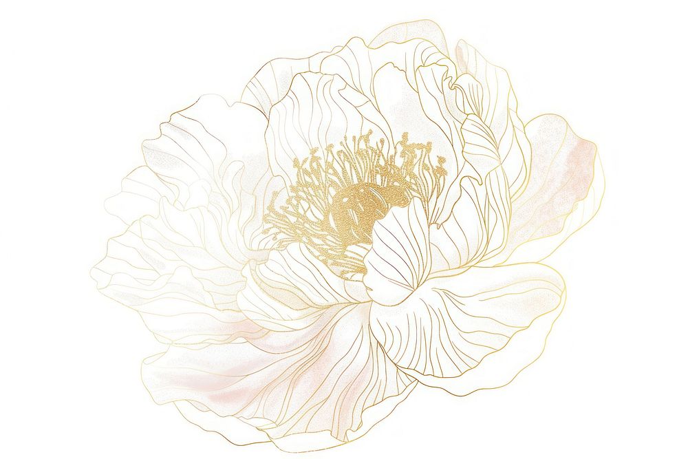 Peony flower drawing sketch petal.