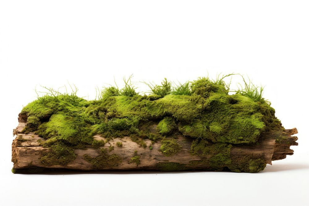 Fresh green moss on rotten trunk plant nature grass.