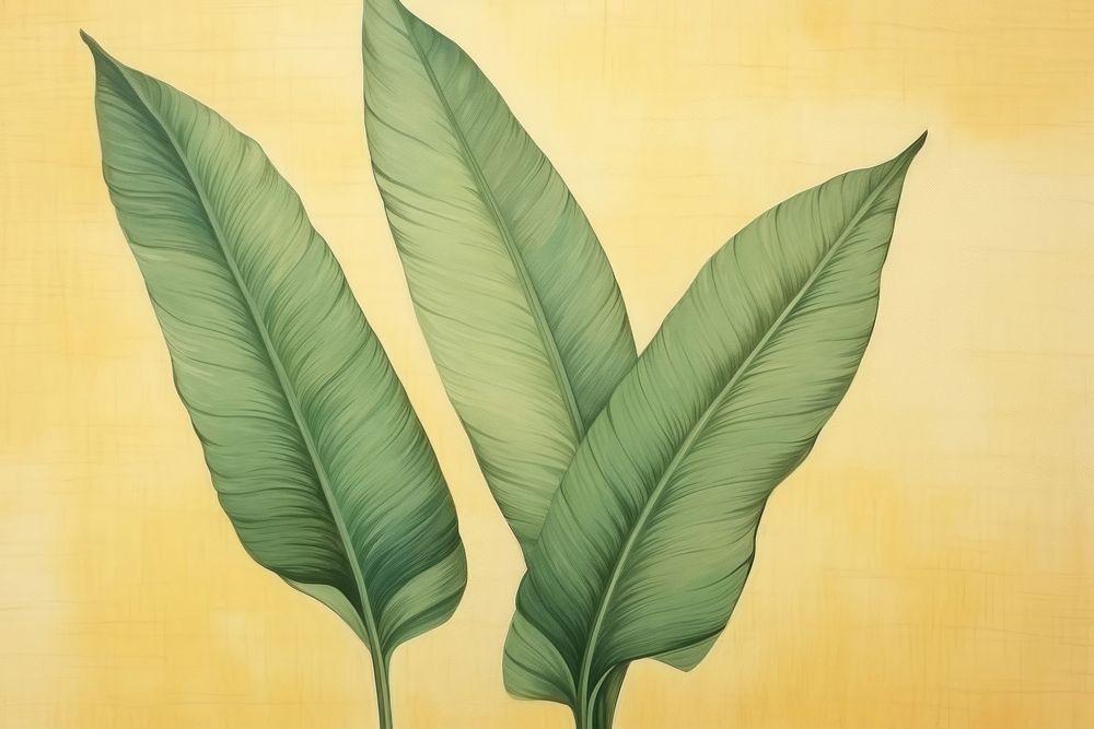 Banana leaf pattern backgrounds plant nature.