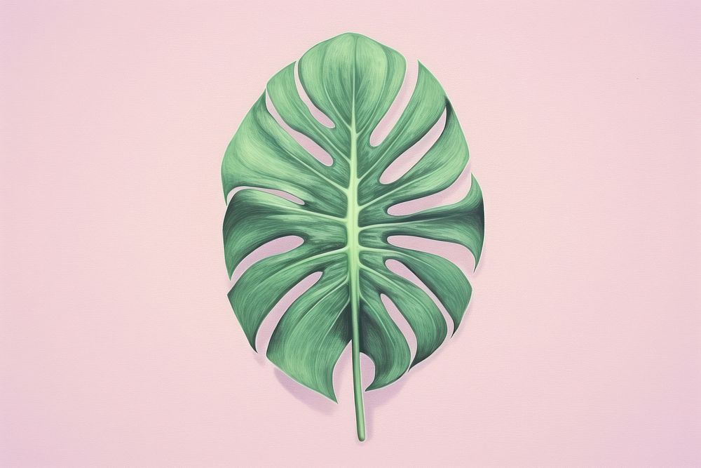 Vintage drawing of monstera leaf sketch flower plant.