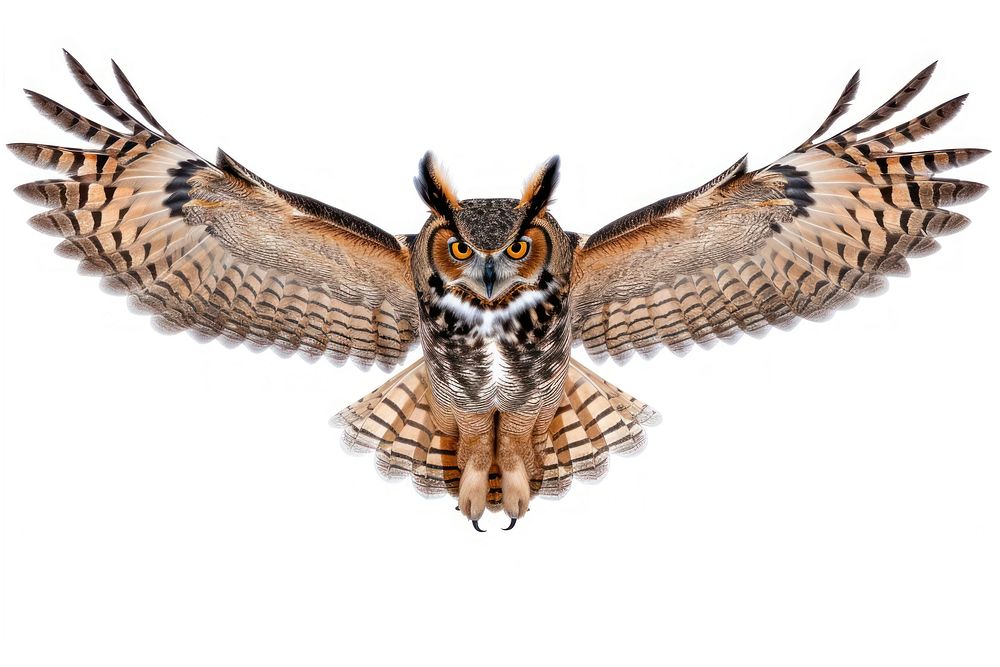 A Great Horned Owl gracefully spreading its wings with talons extended owl animal bird.