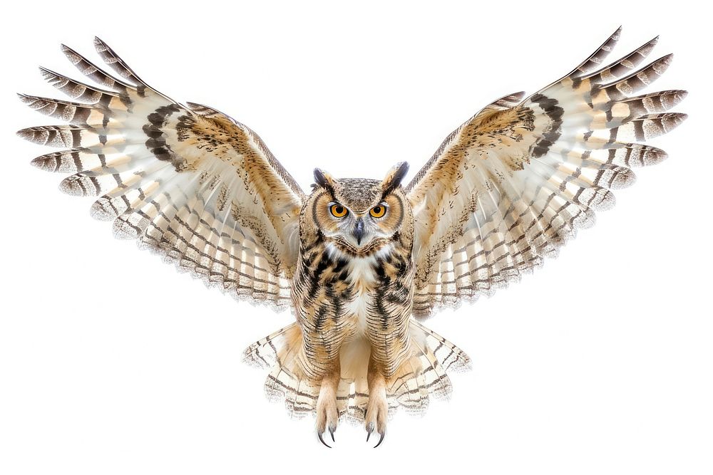 A desert owl gracefully spreading its wings with talons extended animal bird white background.