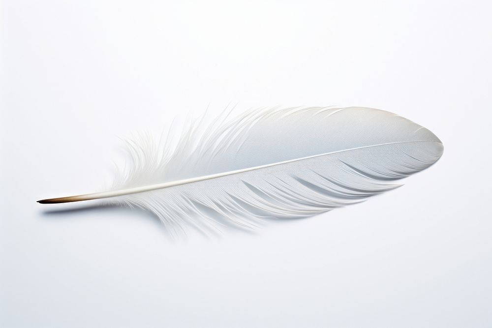 Feather white white background lightweight.