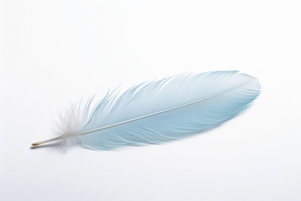 Pastel blue feather white white background lightweight.