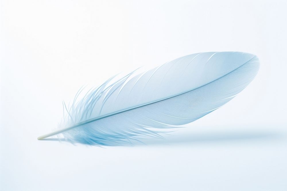 Pastel blue feather white lightweight fragility.