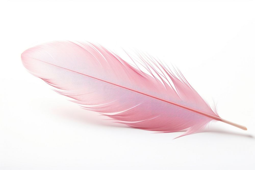 Pastel pink feather plant white background lightweight.