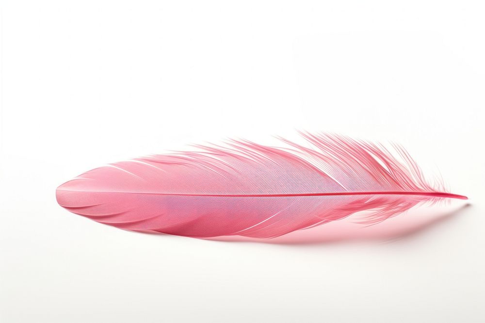 Pink feather petal white background lightweight.