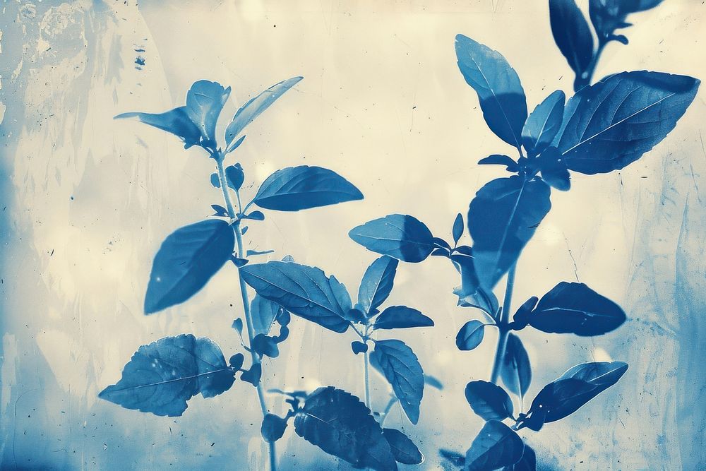 Cyanotype art drawing spices backgrounds outdoors plant.
