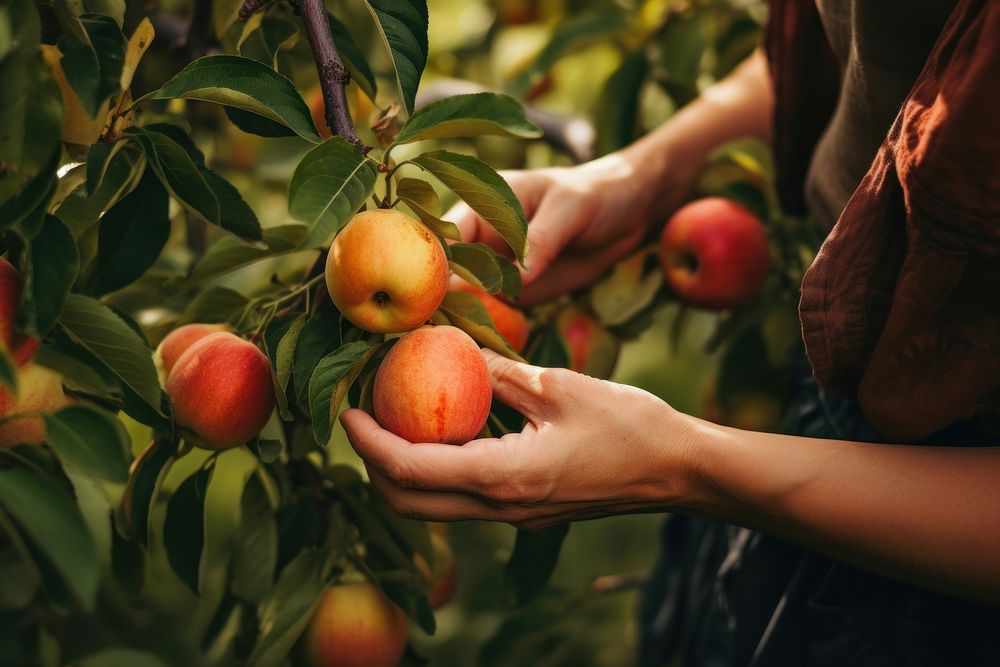 Hands picking a ripe apple plant fruit peach.