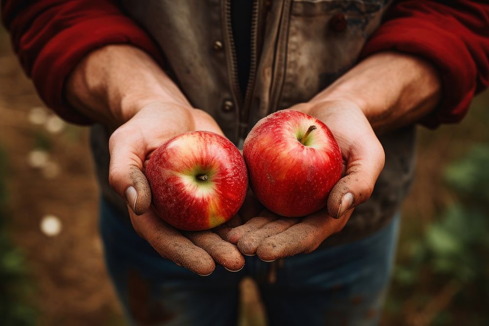 Hands with ripe apple farmer fruit plant.