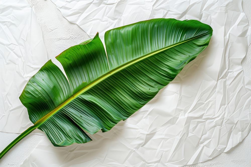 A banana leaf in embroidery style plant xanthosoma vegetation.