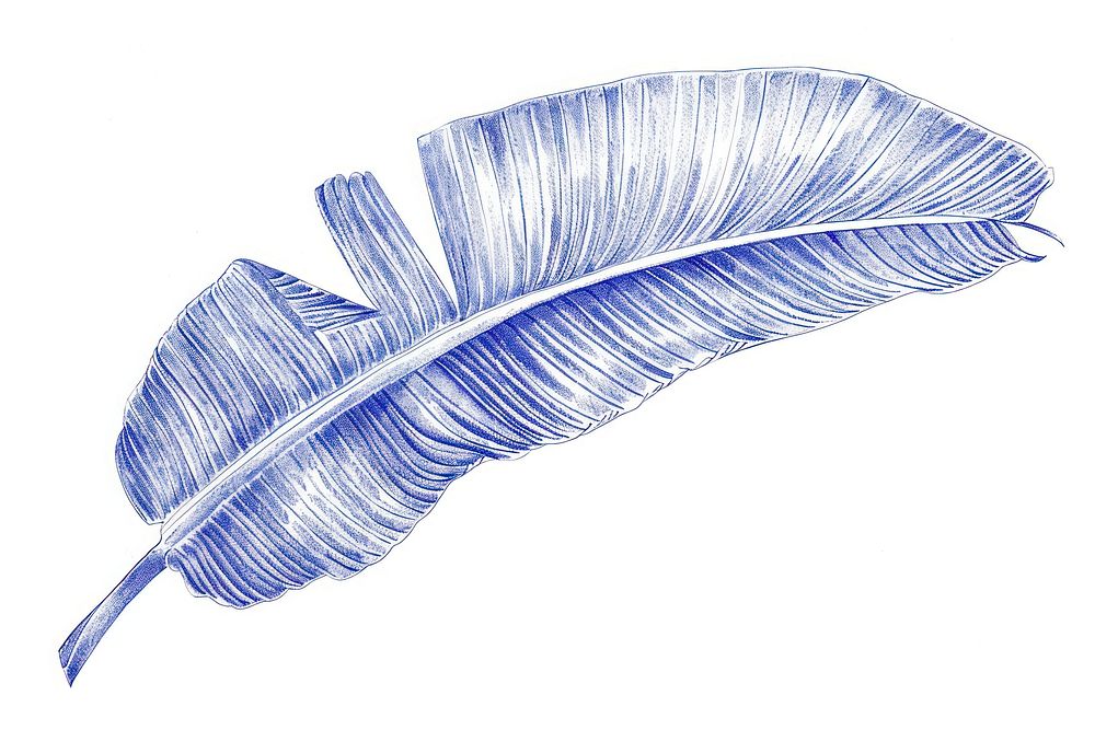Realistic ballpoint pen drawing vintage drawing banana leaf sketch plant blue.