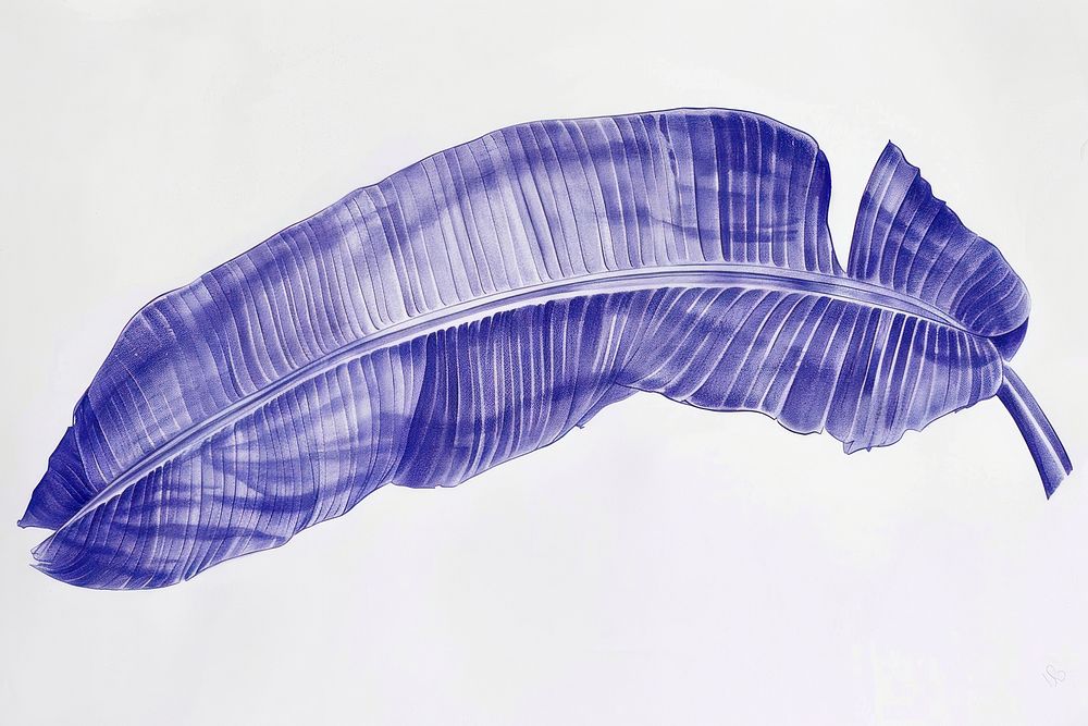 Realistic ballpoint pen drawing vintage drawing a banana leaf blue art lightweight.