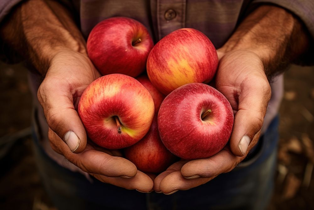 Hands with ripe apple farmer fruit plant.