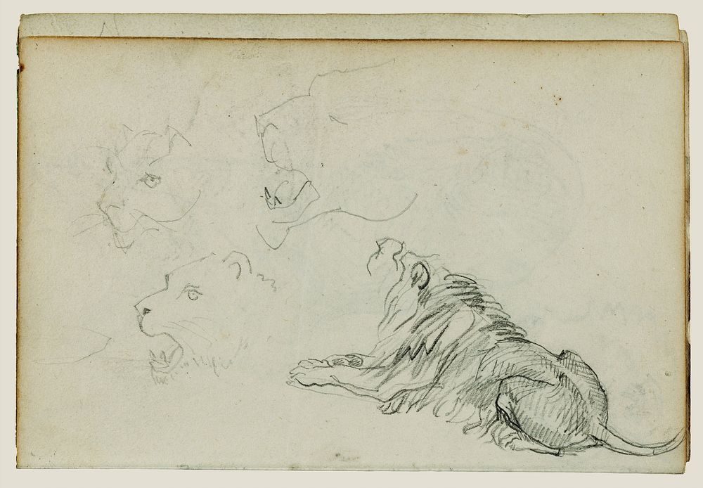 Four lion studies by Théodore Géricault