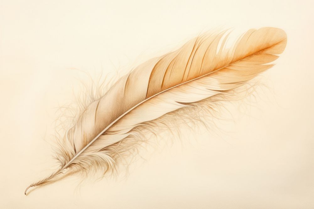 Feather drawing sketch paper.