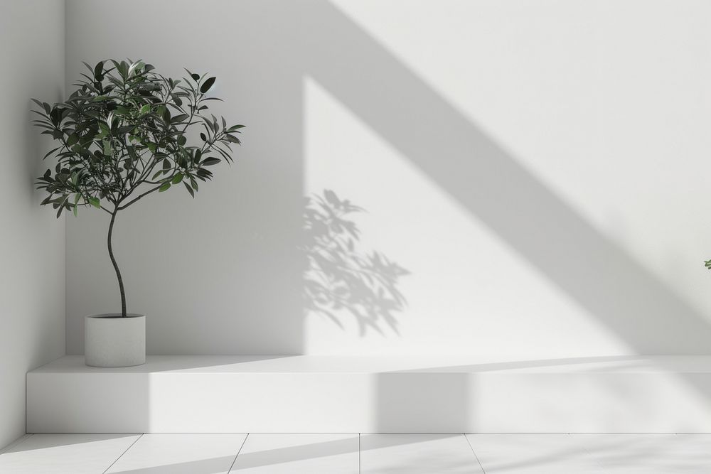 Empty modern white wall stage architecture plant tree.