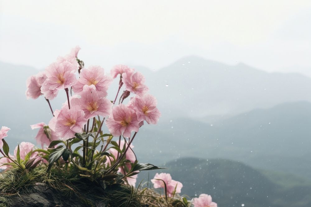 Beautiful flowers mountain landscape outdoors blossom.