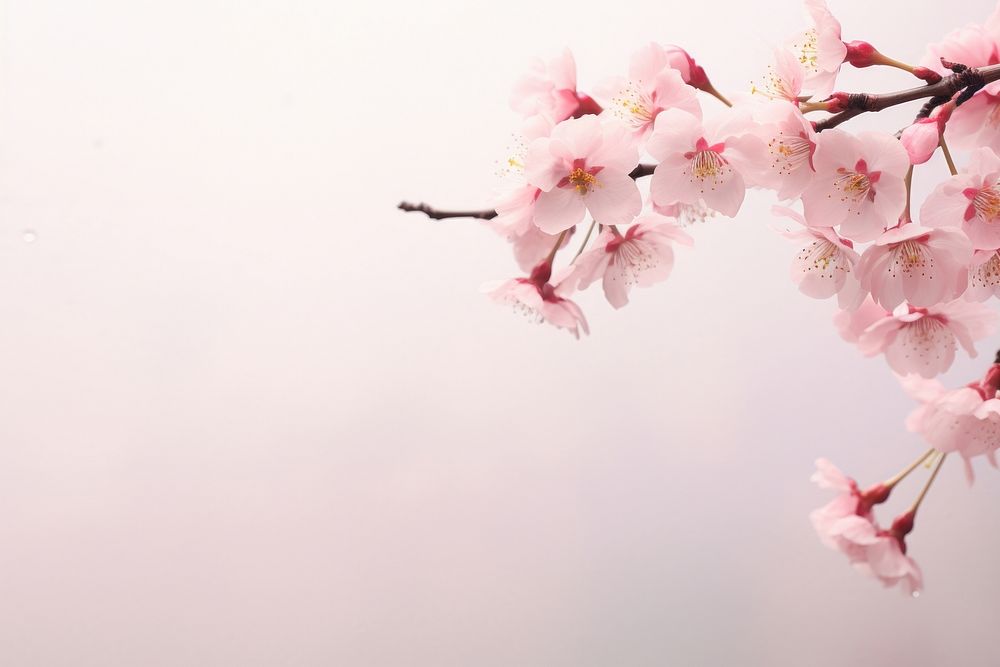 Cherry blossom flower nature petal.