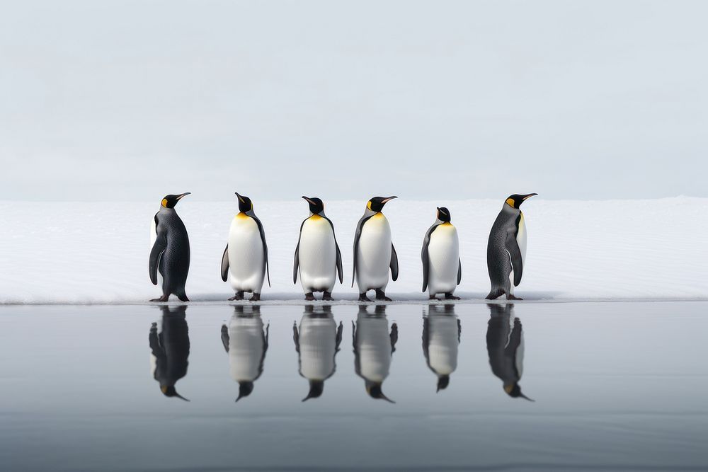 King penguins at south pole animal bird reflection.