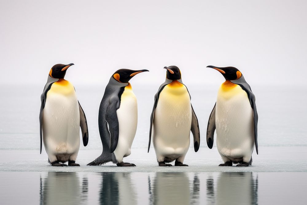 King penguins at south pole animal bird wildlife.