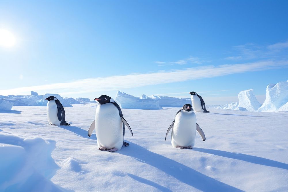 Penguins at south pole animal bird landscape.