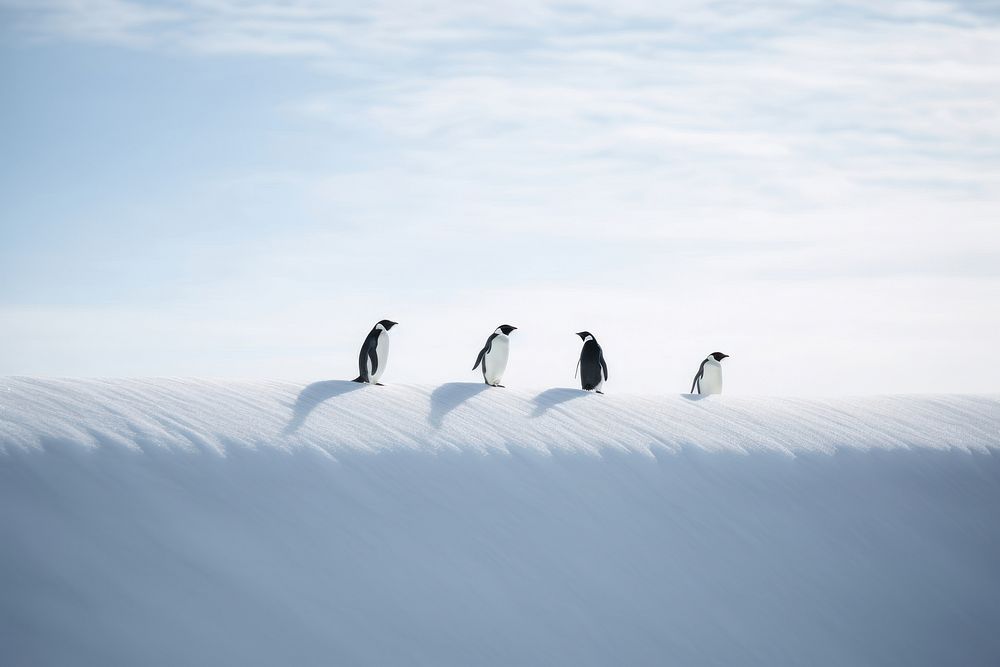 Penguins slide on ice animal bird silhouette.