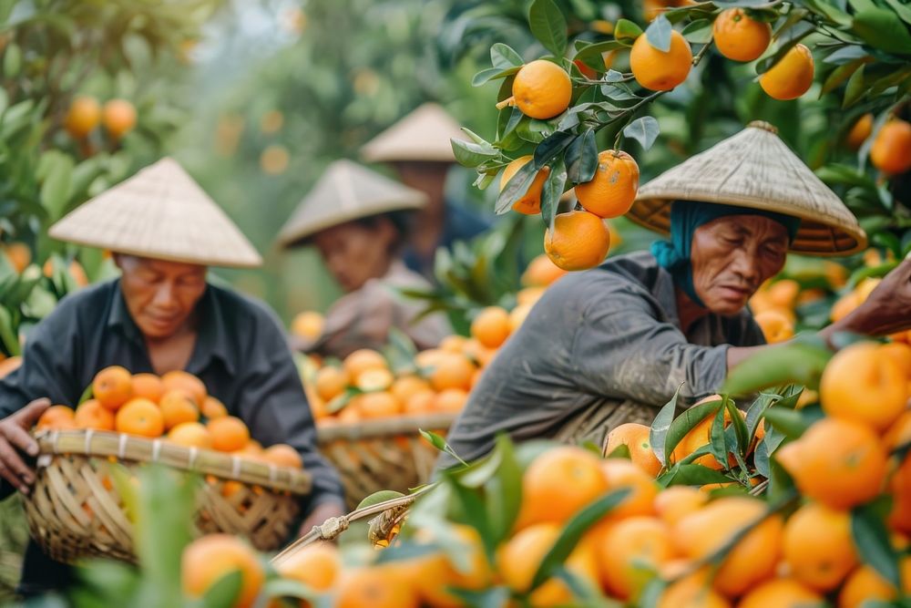 Asian farmer outdoors working orange.
