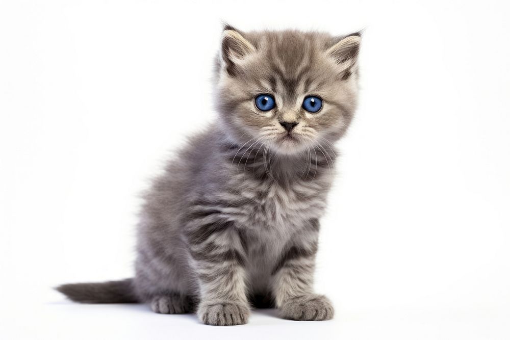 Scottish kitten animal mammal pet.