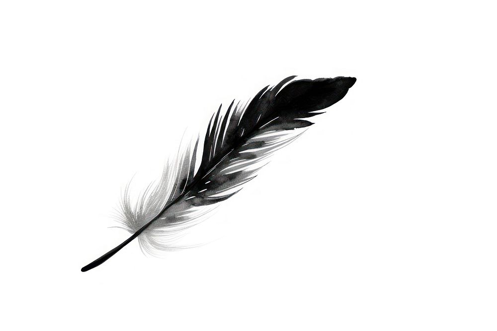 Feather sketch white black.