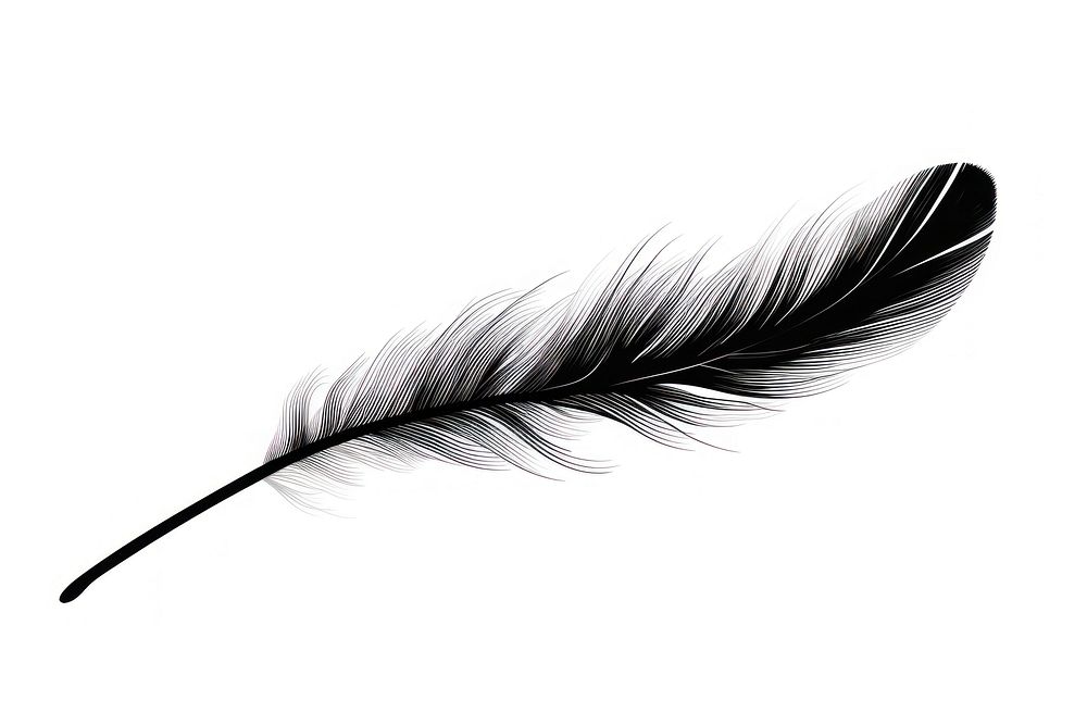 Feather sketch black white.