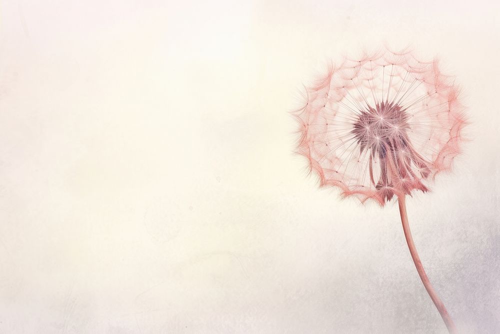 Painting of dandelion backgrounds drawing flower.
