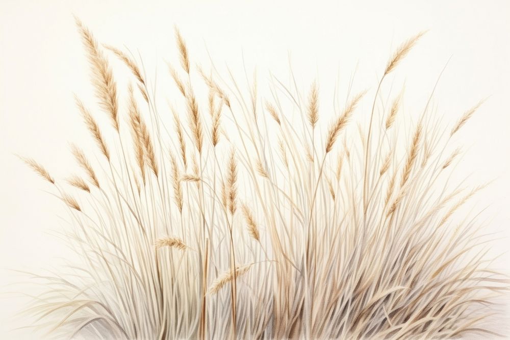 Painting of grass plant white tranquility.