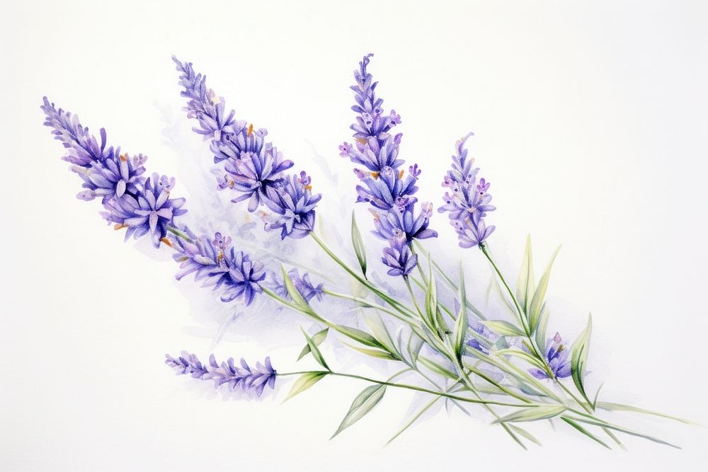 Painting of lavender blossom flower plant.