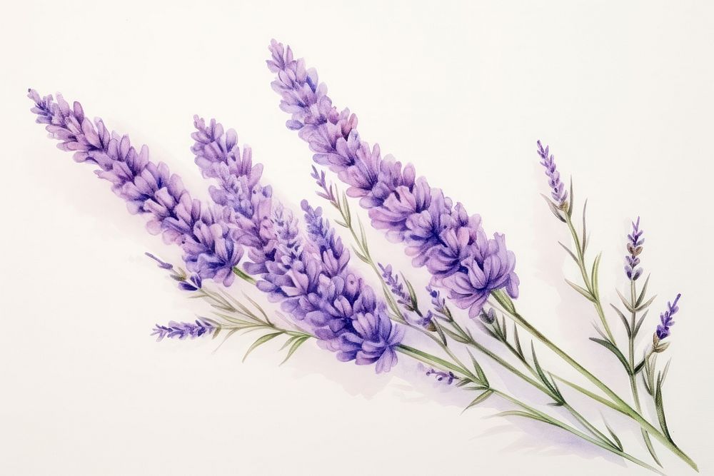 Painting of lavender blossom flower purple.