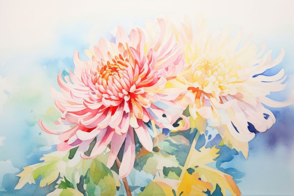 Background chrysanthemum painting chrysanths dahlia.