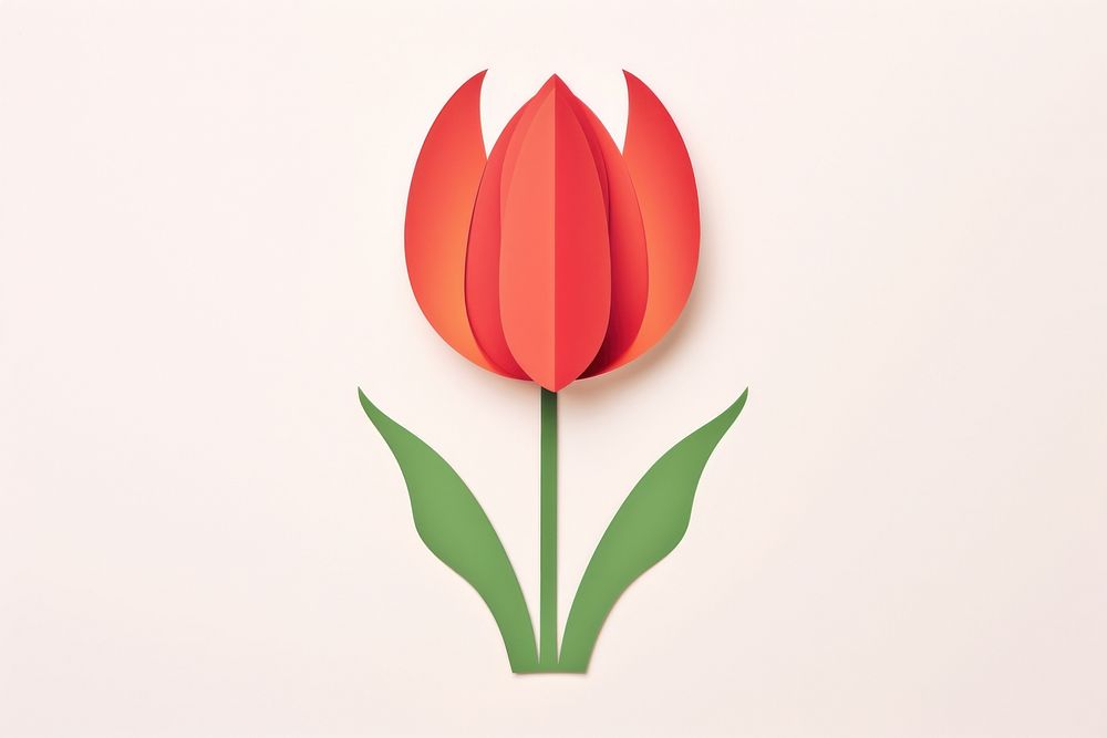 Tulip flower petal plant.