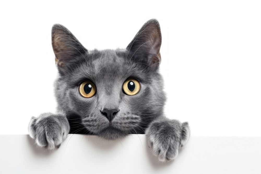 Beautiful grey cat animal mammal kitten.