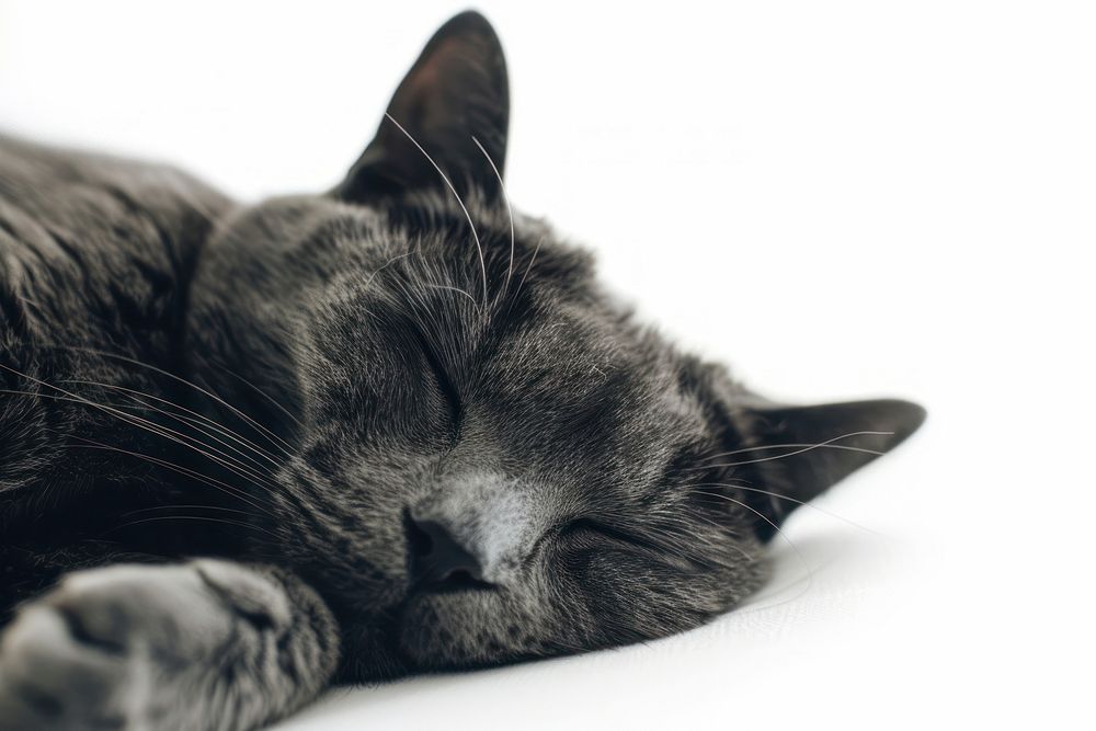 Beautiful grey cat sleeping animal mammal.