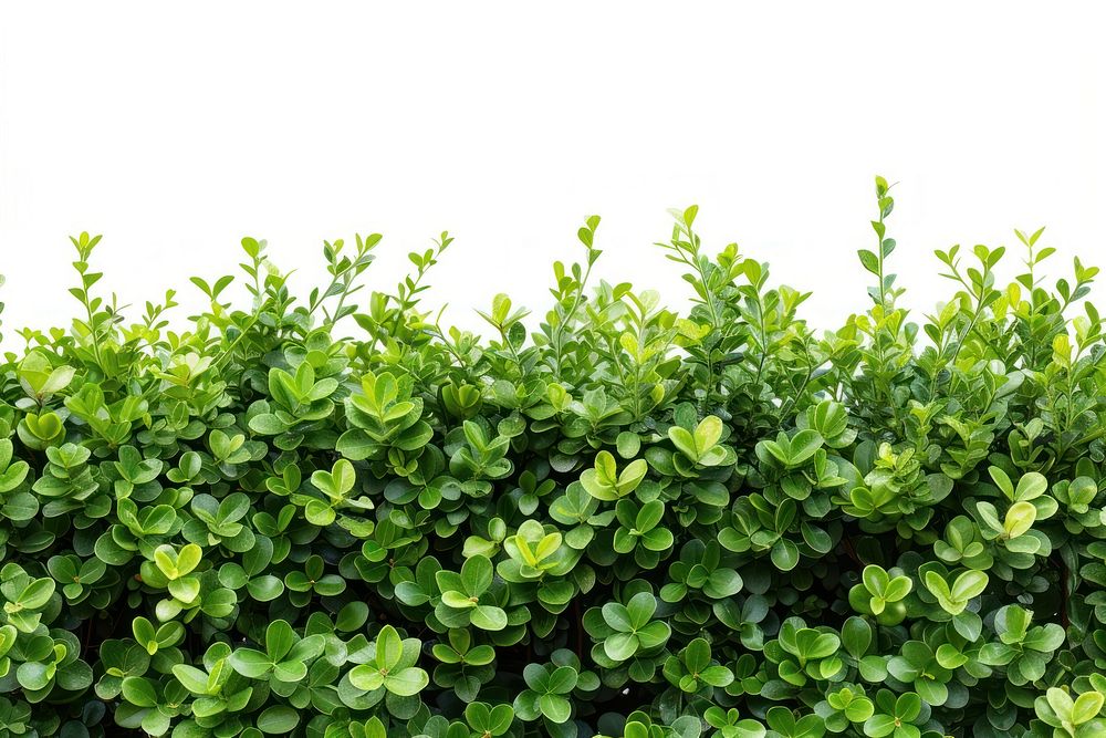 Green bush backgrounds plant hedge.