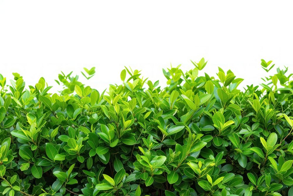 Green bush backgrounds plant hedge.
