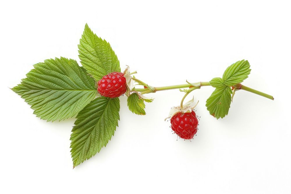 Raspberry with leaves raspberry fruit plant.