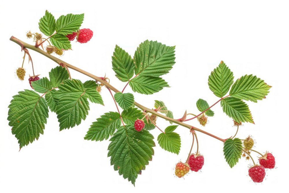Raspberry with leaves raspberry plant fruit.