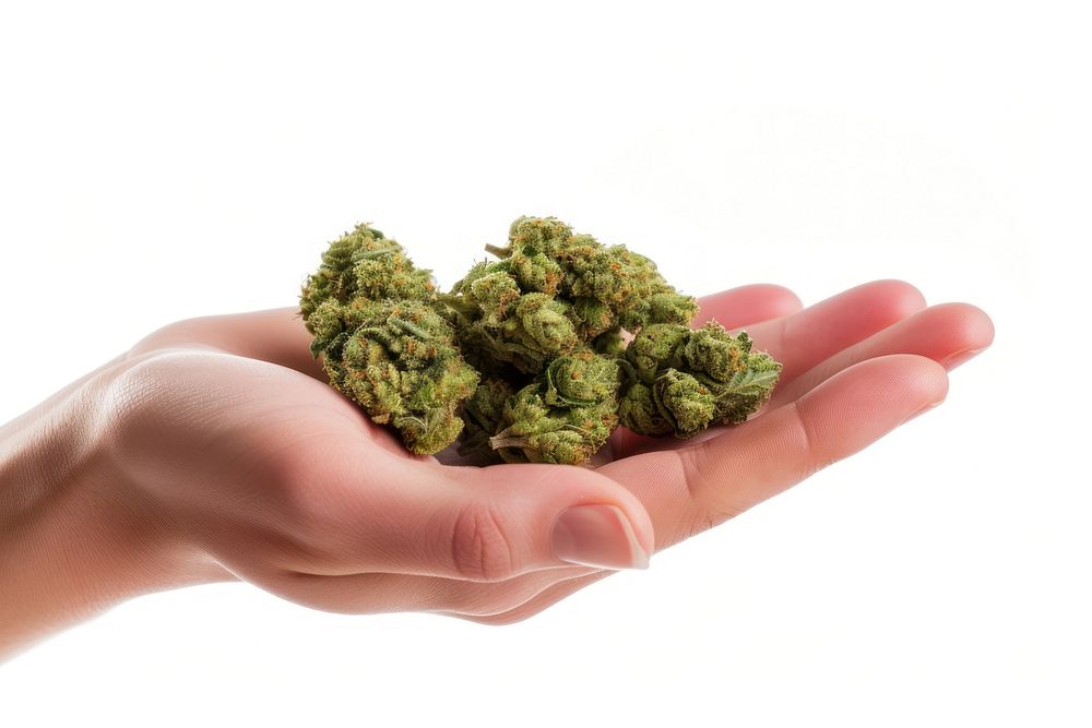 Hand holding cannabis buds plant hand white background.