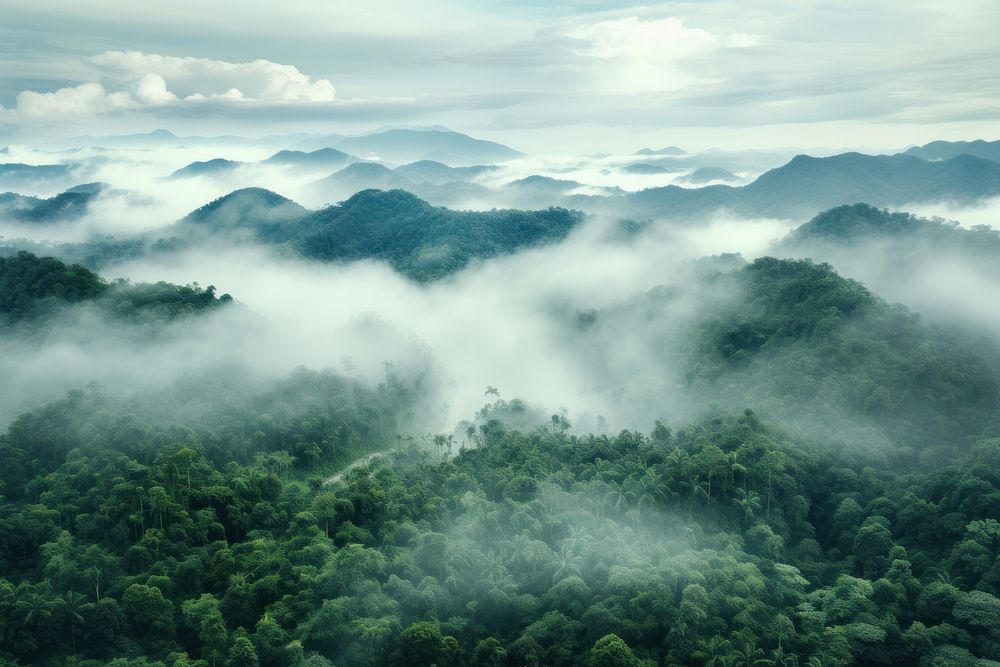 Rainforest fog outdoors nature.