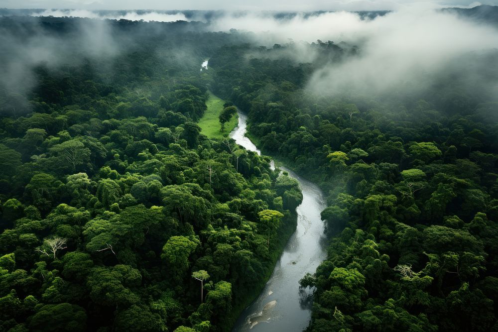 Rainforest outdoors nature plant. | Free Photo - rawpixel